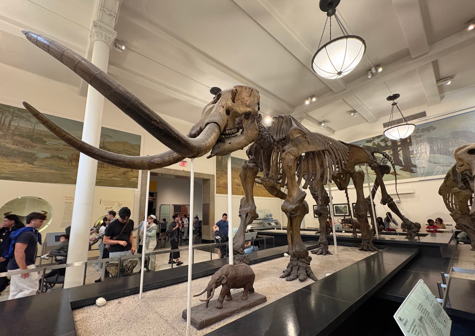 AMNH Mammoth
